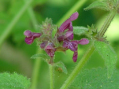 Stachys sylvaticaBosandoorn bestellen